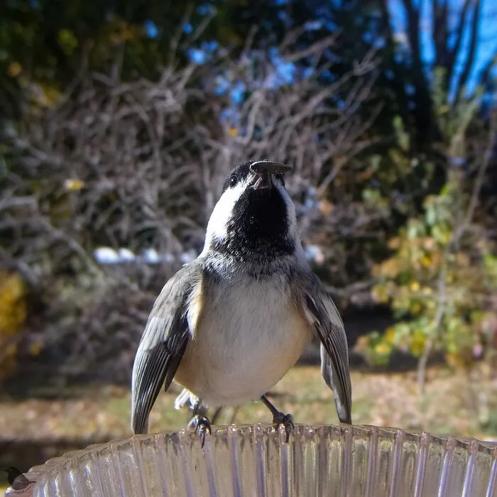 This Woman Photographs Her Daily Visitors With A Bird Camera, And The Variety Is Fascinating (46 New Pics)