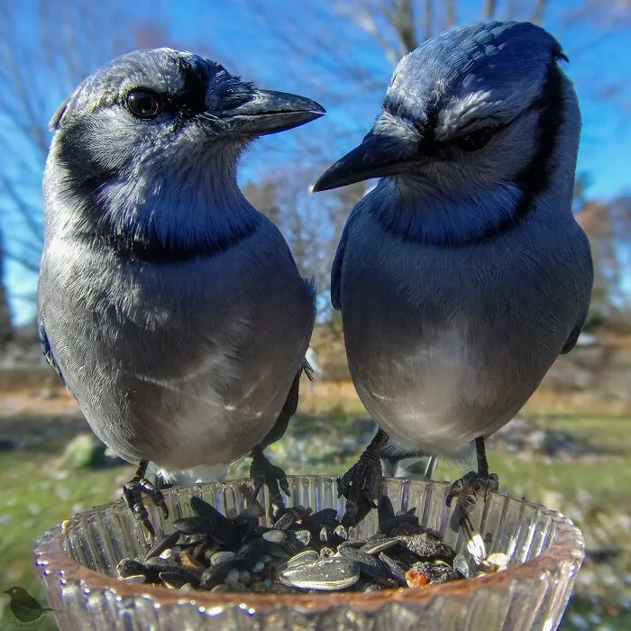 This Woman Photographs Her Daily Visitors With A Bird Camera, And The Variety Is Fascinating (46 New Pics)