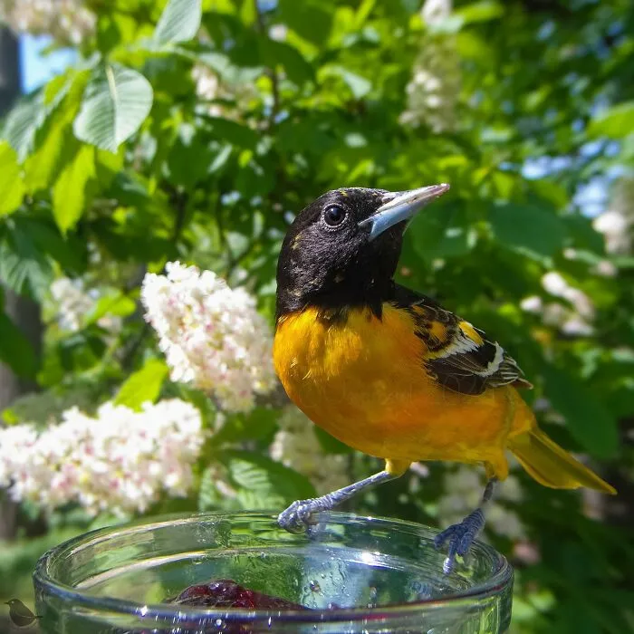 This Woman Photographs Her Daily Visitors With A Bird Camera, And The Variety Is Fascinating (46 New Pics)
