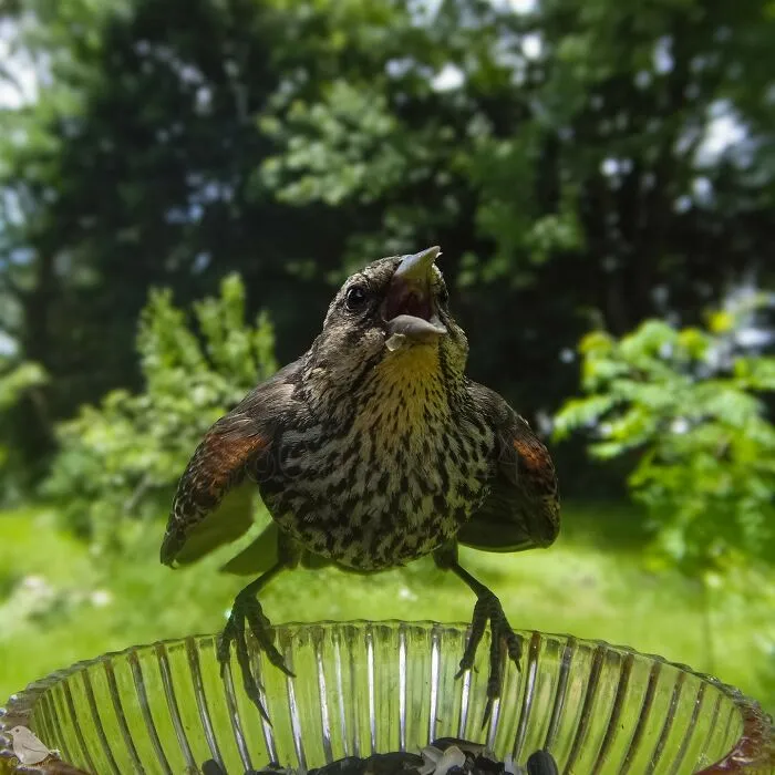 This Woman Photographs Her Daily Visitors With A Bird Camera, And The Variety Is Fascinating (46 New Pics)