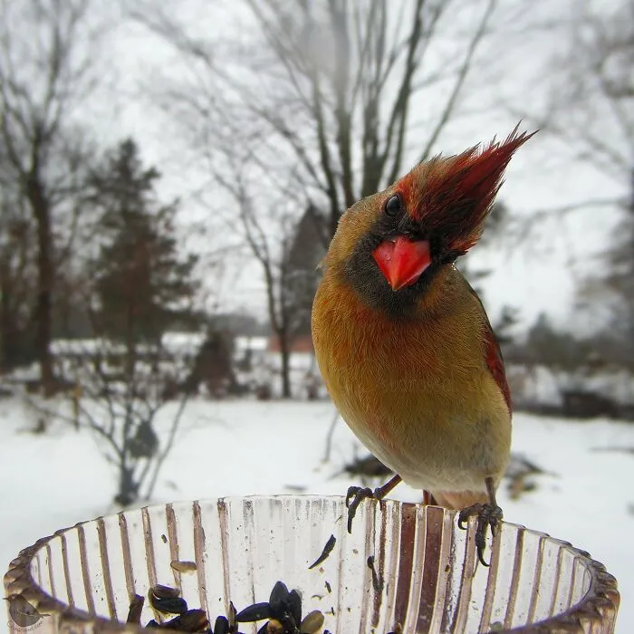 This Woman Photographs Her Daily Visitors With A Bird Camera, And The Variety Is Fascinating (46 New Pics)