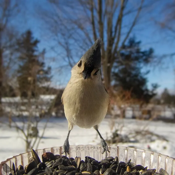 This Woman Photographs Her Daily Visitors With A Bird Camera, And The Variety Is Fascinating (46 New Pics)