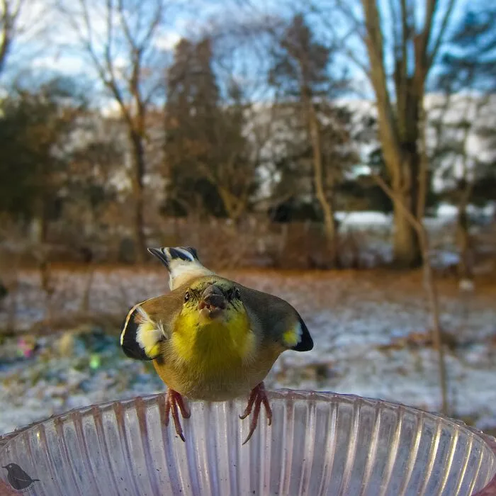 This Woman Photographs Her Daily Visitors With A Bird Camera, And The Variety Is Fascinating (46 New Pics)