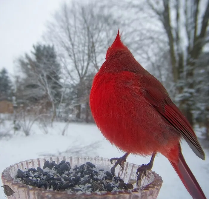 This Woman Photographs Her Daily Visitors With A Bird Camera, And The Variety Is Fascinating (46 New Pics)