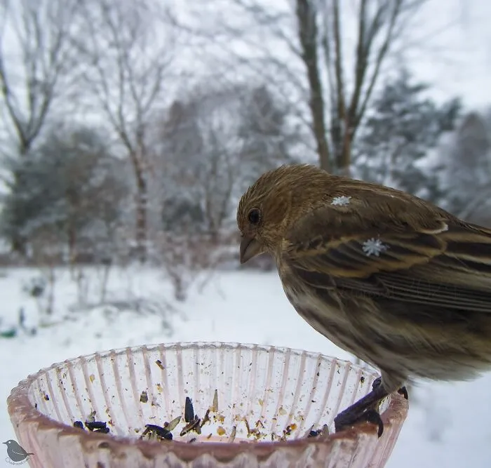 This Woman Photographs Her Daily Visitors With A Bird Camera, And The Variety Is Fascinating (46 New Pics)