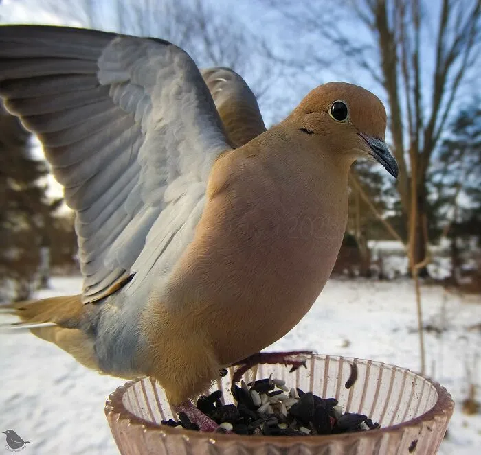 This Woman Photographs Her Daily Visitors With A Bird Camera, And The Variety Is Fascinating (46 New Pics)