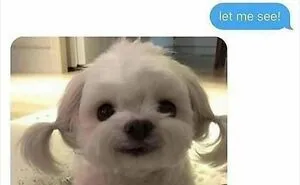 50 Adorable Memes That Prove Dogs Are From A Whole Other Planet