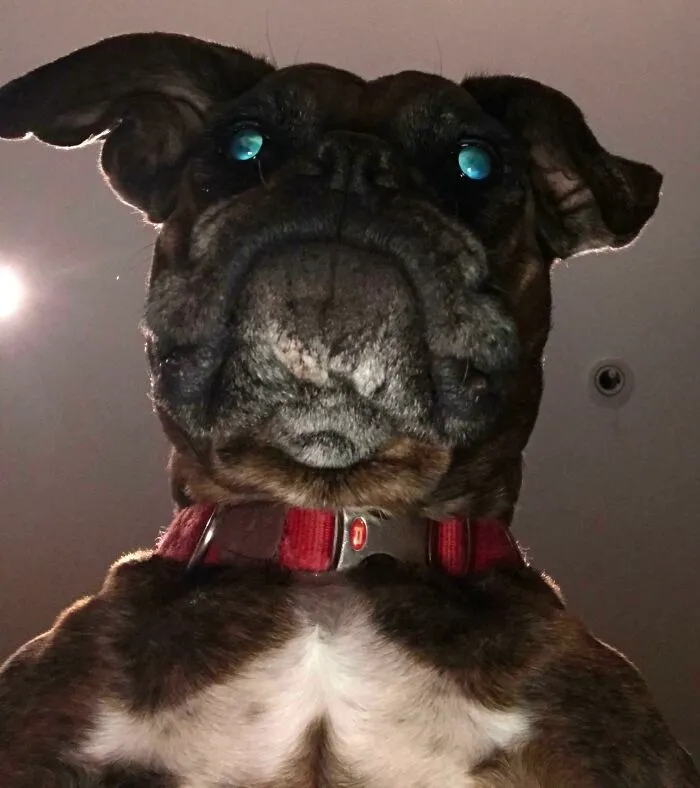 Well. I Was Trying To Take Cute Photos Of My Dog And This Showed Up In The Camera Roll. I Love My Sweet Elder Pup So Much