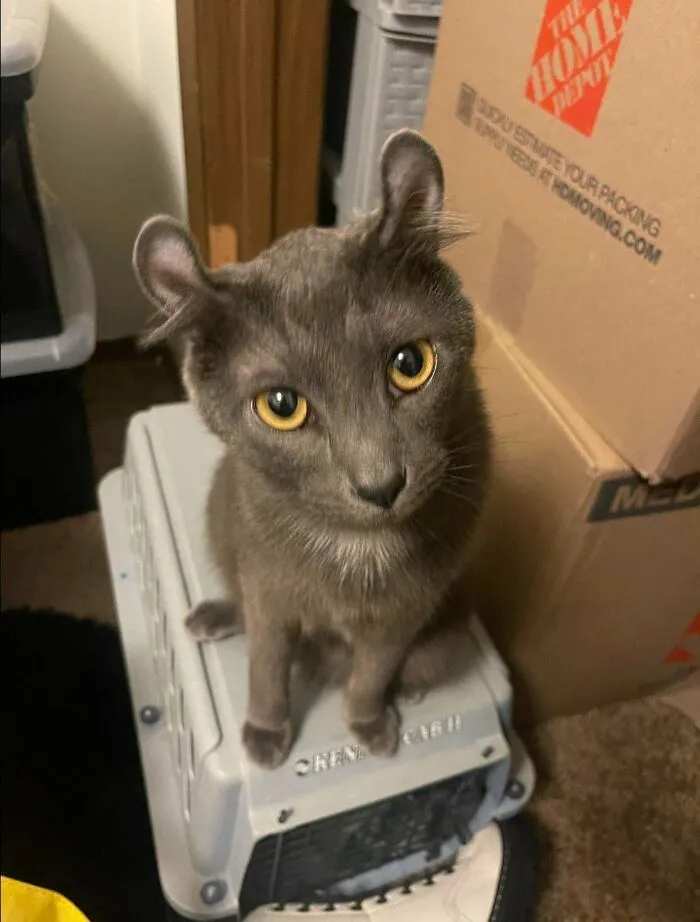My Family Makes Fun Of Him Because Of His Ears So Please Tell Him He’s The Cutest Patootie In The Whole World. Meet My Cat, Sheriff