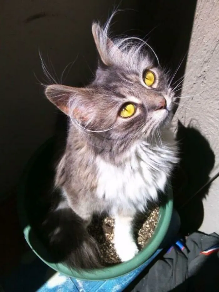 Meet My Unusual Cat, Owsley! He Was Born With Out Testicles, Stopped Growing At 6 Months And Remains Kitten Sized Today, He Turns 2 Tomorrow!