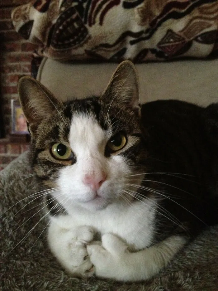 Here's My Cat. He Has Thumbs