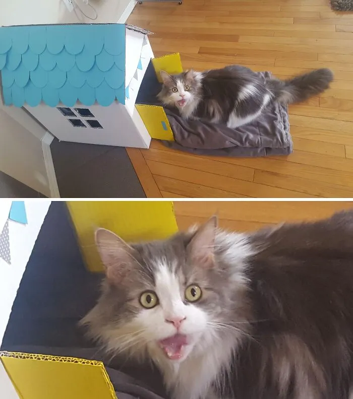 Gandalf Cannot Contain His Excitement For The Kitty House I Made Him!