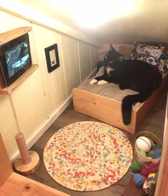 Cat Bedroom Is Complete! Birb TV Is On!