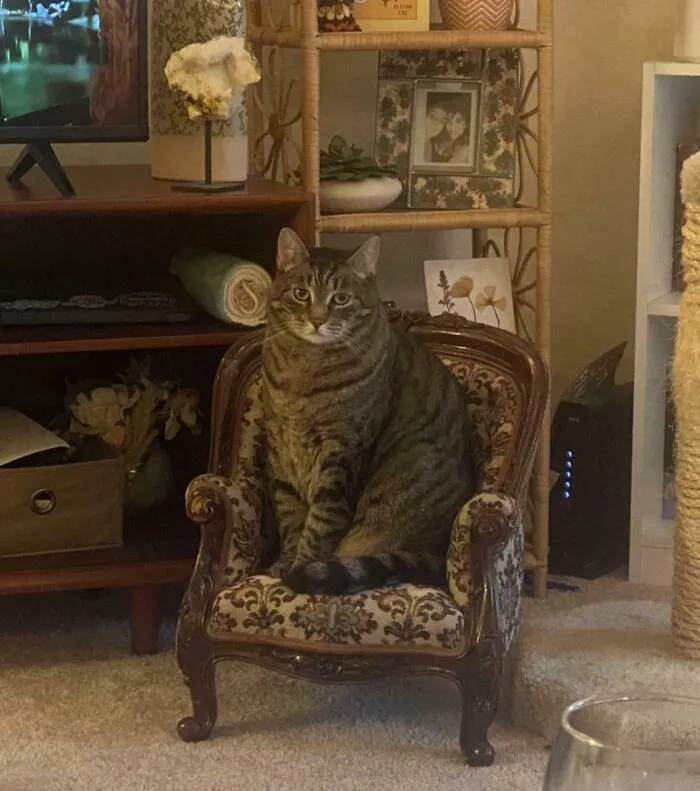 Found The Perfect Chair For My Sweet Boy And He Actually Sits In It 😭