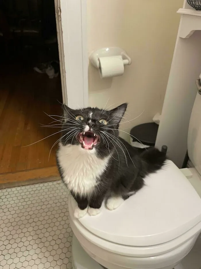 Tiny Teefs
