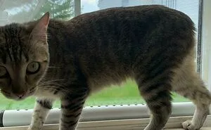 50 Of The Wildest And Cutest Genetic Mutations Ever Spotted In Pets (New Pics)