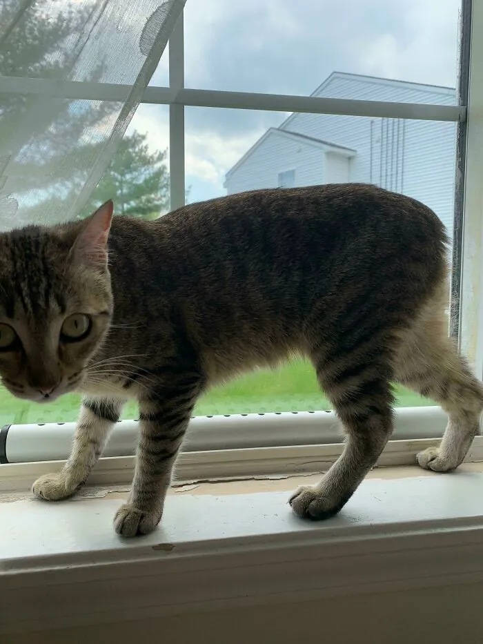 My Mom’s Cat Was Born With No Tail