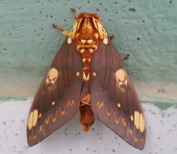 This Moth Has Spots Like Skulls On Its Wings