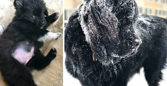10 Weeks To 1 Year. From Puppy To Bear