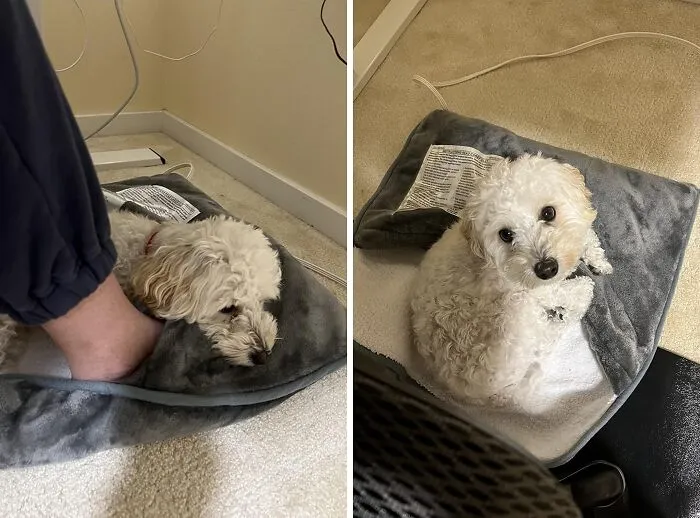 Adulting Is Hard, But Warm Feet Make Everything Better - And That's Where The <a Style="Display:inline;" Href="Https://Www.amazon.com/Electric-Heating-Technology-Warming-Temperature/Dp/B07kkc86cy?ie=utf8&th=1&linkcode=ll1&tag=bpcoyote-20&linkid=e9ca00eb53c55d9f5e388947da8c049c&language=en_us&ref_=as_li_ss_tl" Target="_blank"><span Style="Font: Inherit; Color: #d74b1f;"> Heated Foot Warming Pouch </Span> Comes In