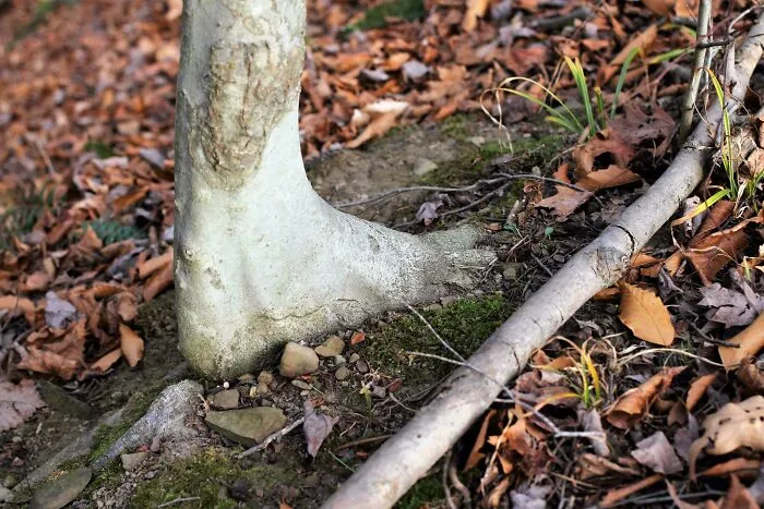 Zombie Foot Tree Trunk