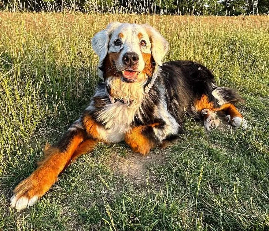 A Cute Dog With Vitiligo