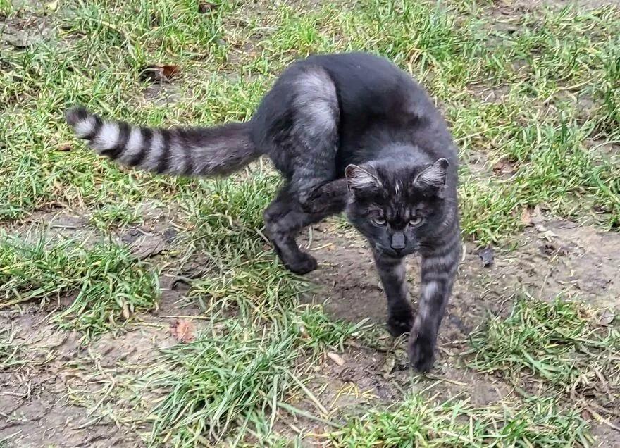 My Cat Looks Like A Lemur