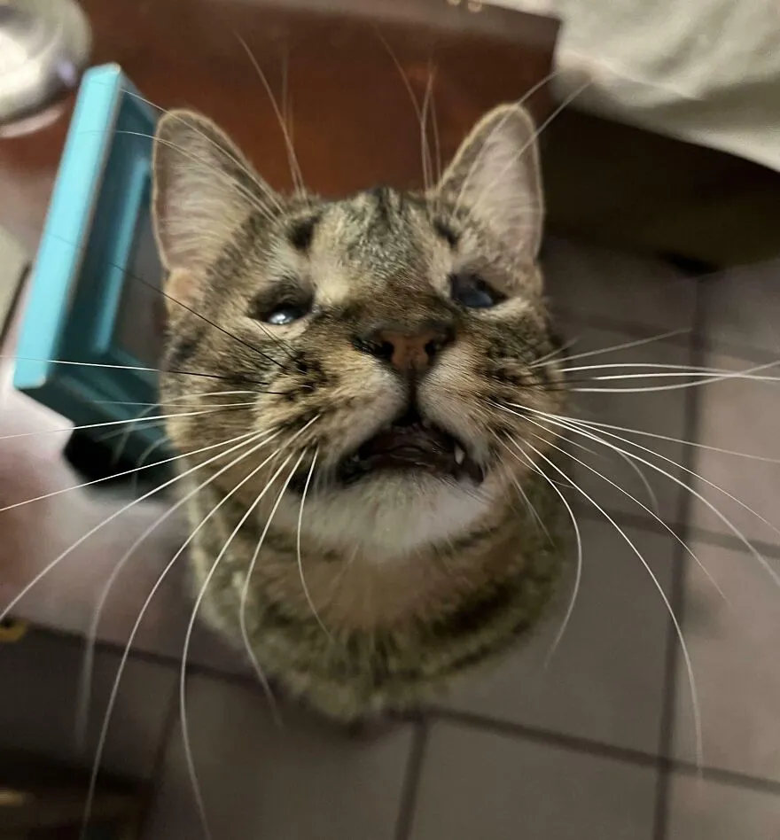 My Blind Cat Has Abnormally Long Whiskers To Compensate For Her Blindness