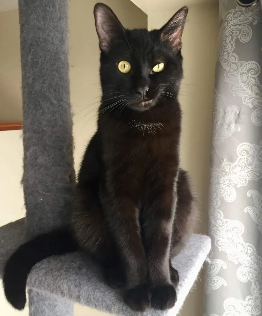 My Cat Peanut, Who Has No Control Over The Right Side Of His Face. Constantly Smirking