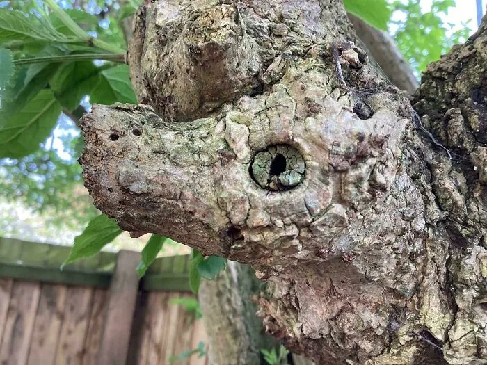 This Tree Branch That Looks Like A Dragon