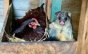Down Under Wonders: 40 Uniquely Australian Things To Crack You Up