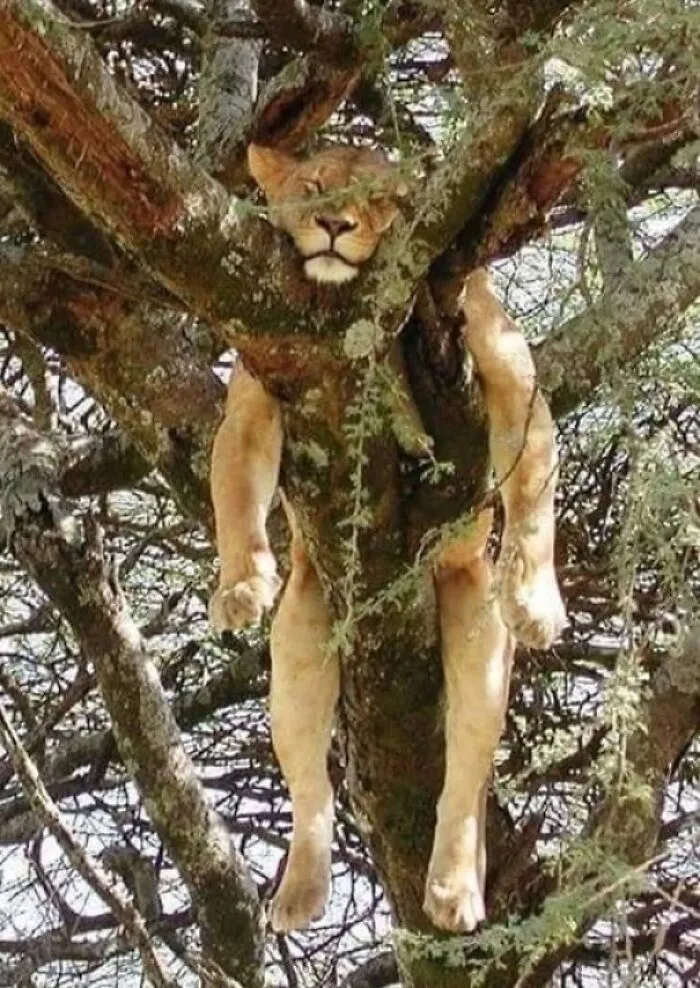 Leona echando la siesta