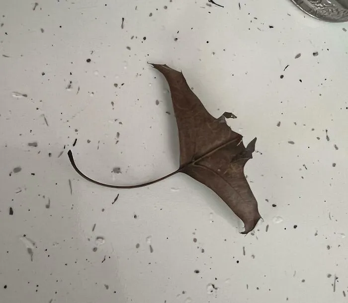 I Found A Leaf Shaped Like A Manta Ray