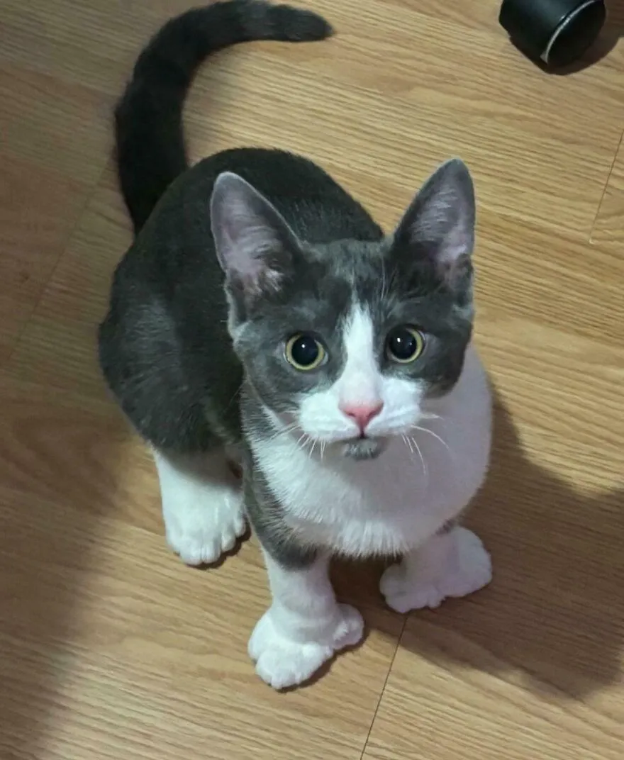 My Boys Paws Look So Funny From A Upward Angle. I Love Him