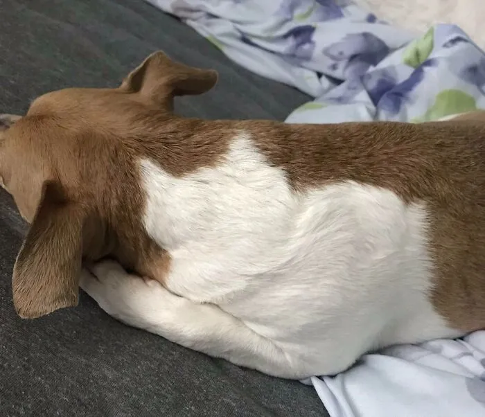 My Dog Has A Silhouette Of A Fat Cat In His Fur Pattern