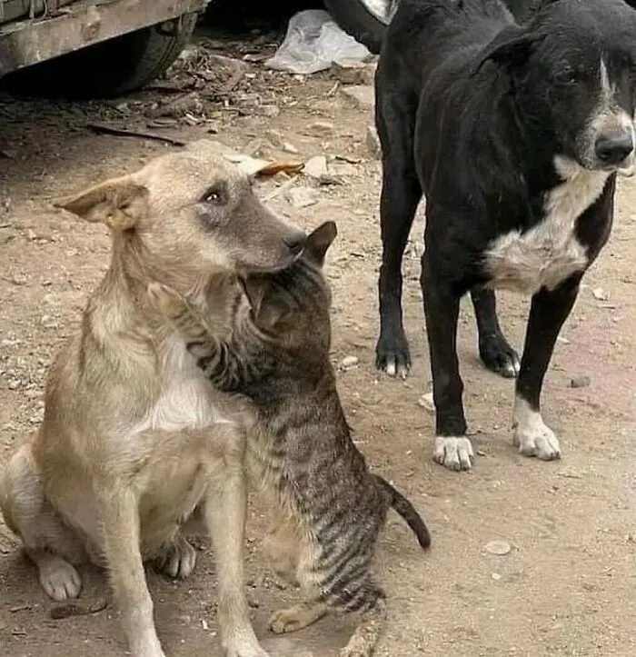 A Cat And A Dog Cuddled Together After Being Rescued From The Rubble In Earthquake-Hit Syria