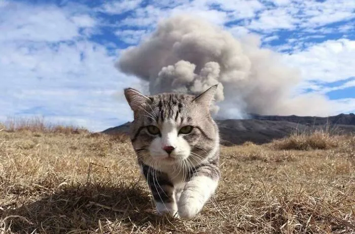 Cat Walking Away From A Volcanic Eruption