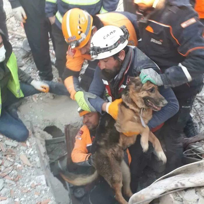 A Dog And Her 2 Puppies Were Pulled Alive From The Rubble 124 Hours After The Earthquake In Turkey
