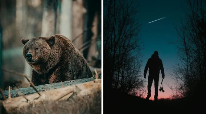 Here Comes The Question That Has Taken The Internet By Storm. Which One Would You Prefer Running Into In A Forest?