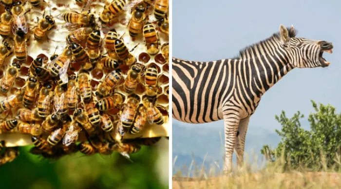 Which One Would You Rather Come Across In A Forest?