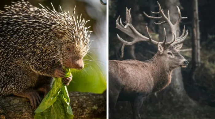 Which One Would You Rather Run Into?