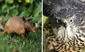 Pick Your Poison: Vote On The Wild Animal You’d Rather Come Across In A Forest