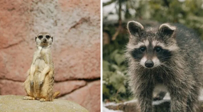 They Are Smol. They Are Wild. But They Are Cute. Choose One