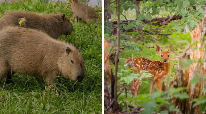 This Decision Might Be Hard, But It’s Because Of Their Cuteness