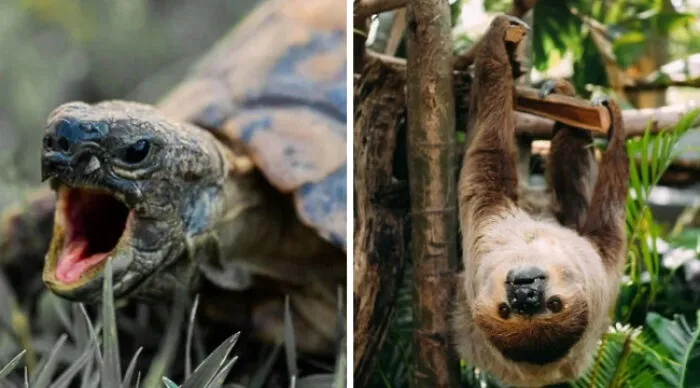 Sloths Might Not Win This One Easily