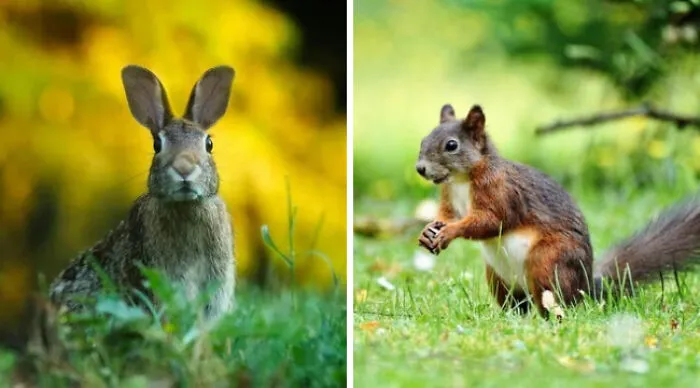 Both Are Cute, But One Must Be Picked