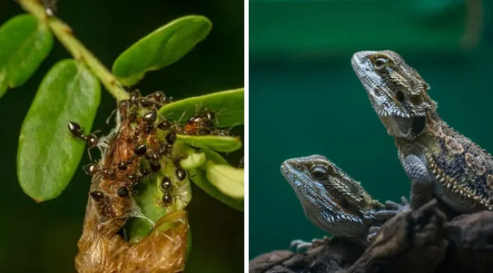 Both Might Seem Like A Nightmare. Which One Is Your Pick?