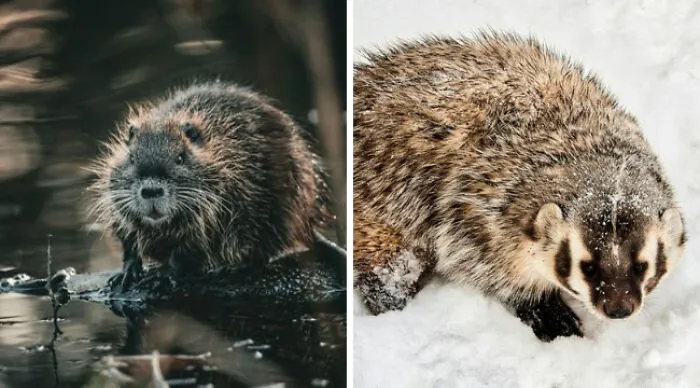 Which One Would You Prefer To Run Into In The Wild?