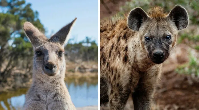 If You’ve Ever Seen Muscular Kangaroos, This Question Might Not Be As Easy As It Seems