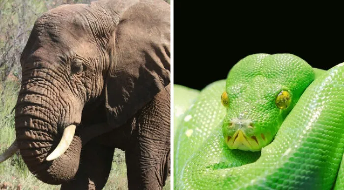 They Are Both Dangerous, Even Though They Differ In Size. Which One Would You Prefer To Run Into?